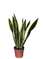 Сансевієрія ‘Laurentii’ (Лауренті) 50-55 см (5 рослин в горщику)