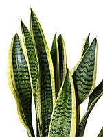 Сансевієрія ‘Laurentii’ (Лауренті) 50-55 см (Одна рослина в горщику)