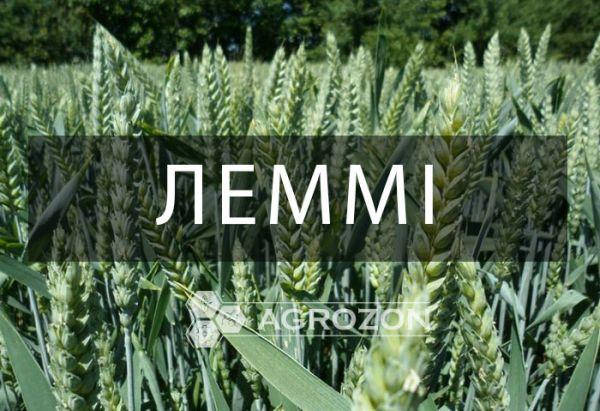 Озима пшениця Леммі Saaten Union - 0,5 т (бег), фото 1