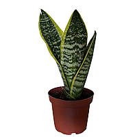 Сансевієрія ‘Futura Superba’ 35-40 см
