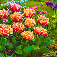 Тюльпан махровий оторочений Royal Centennial 11/12