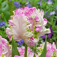 Тюльпан папуговий Cabanna 11/12