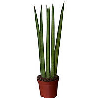 Сансевієрія Celindrica (Циліндрика) 20 см