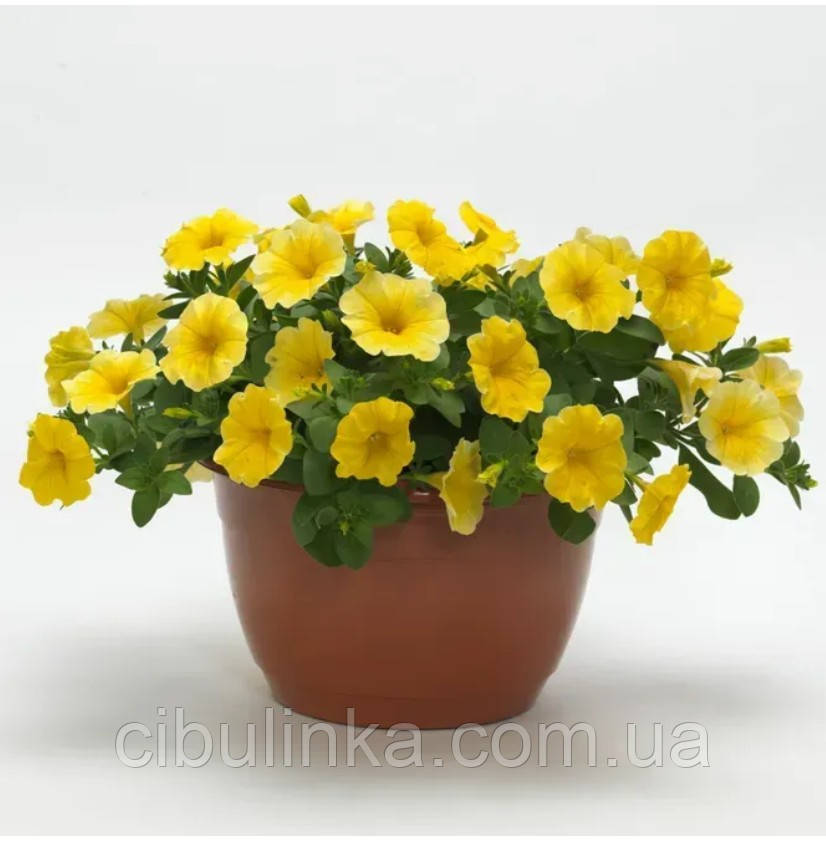 Петунія (сурфінія) Тайдал Петхоа Калибуст F1 yellow ампельна Pan American 5 шт, фото 1