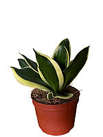 Сансевієрія ‘Hahnii’ (Ханні) 15-18 см