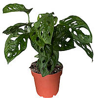 Монстера Adansoni , Monkey Адансоні, Манкі 30-35 см