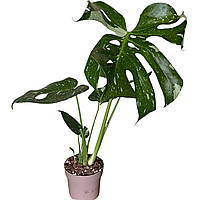 Монстера Деліціоза Варієгата Deliciosa Variegata  40-45 см