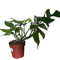 Monstera Minima – Монстера Мініма 25–30 см (Одна рослина в горщику)