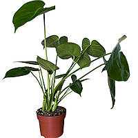 Монстера Deliciosa 30-35 см (одна рослина)