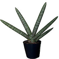 Сансевієрія Циліндрика "Скайлайн" (Sansevieria cylindrica Skyline) 15 см