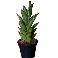 Сансевієрія Celindrica (Циліндрика) 18 см