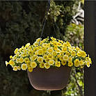 Петунія (сурфінія) Тайдал Петхоа Калибуст F1 yellow ампельна Pan American 5 шт, фото 2