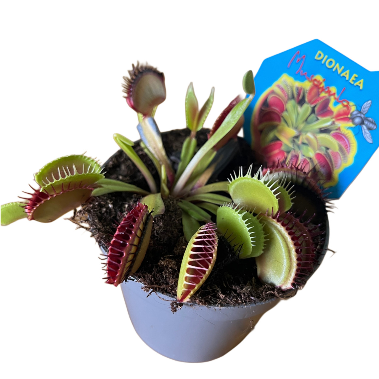 Діонея Венерина мухоловка Dionaea muscipula (Діаметр горщика 10 см), фото 1