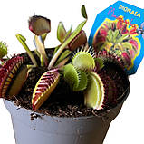 Діонея Венерина мухоловка Dionaea muscipula (Діаметр горщика 10 см), фото 2