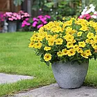 Петунія (сурфінія) Тайдал Петхоа Калибуст F1 yellow ампельна Pan American 5 шт, фото 3