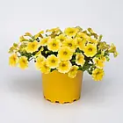 Петунія (сурфінія) Тайдал Петхоа Калибуст F1 yellow ампельна Pan American 5 шт, фото 4