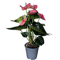 Антуріум помаранчевий Solara висотою 45–50 см