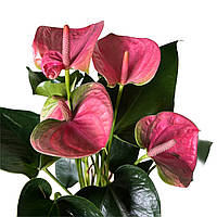 Антуріум рожевий Sweet dream висотою 45–50 см