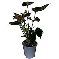 Антуріум Black Love (чорний антуріум) висотою 40–45 см