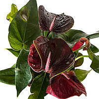 Антуріум Essencia (чорний антуріум) висотою 40–50 см