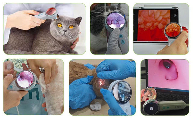 Для чого використовується отоскоп у ветеринарії?