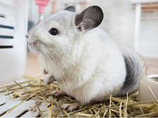 Корм Deli Nature для шиншилі