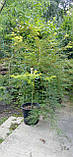 Клен ACER PALMATUM EMERALD LACE     c 35 h 100-120 1/2 FUSTO, фото 3