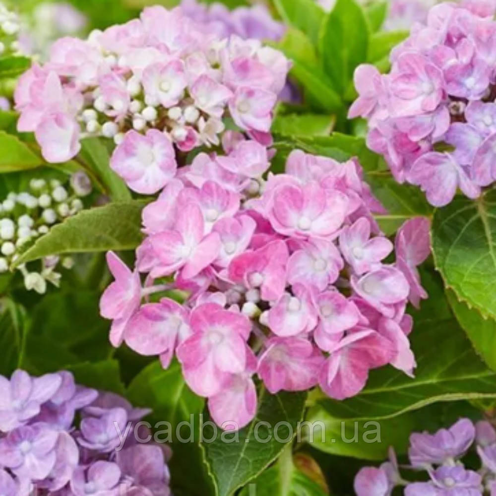 Гортензія крупнолистова Форевер енд Евер "Хортбакс", Forever&Ever "Hortbux" 122 (горщик 0,5л), фото 1