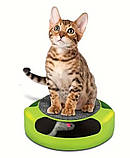 Компактна іграшка для котів з точилкою для кігтів Салатовий, фото 6