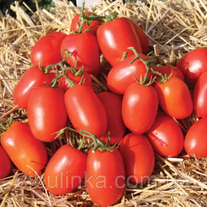 Томат Діно F1 Clause/Франція 8 шт, фото 1