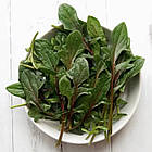 Шпинат Ред Снепер F1 Rijk Zwaan/Нідерланди 200 шт, фото 2