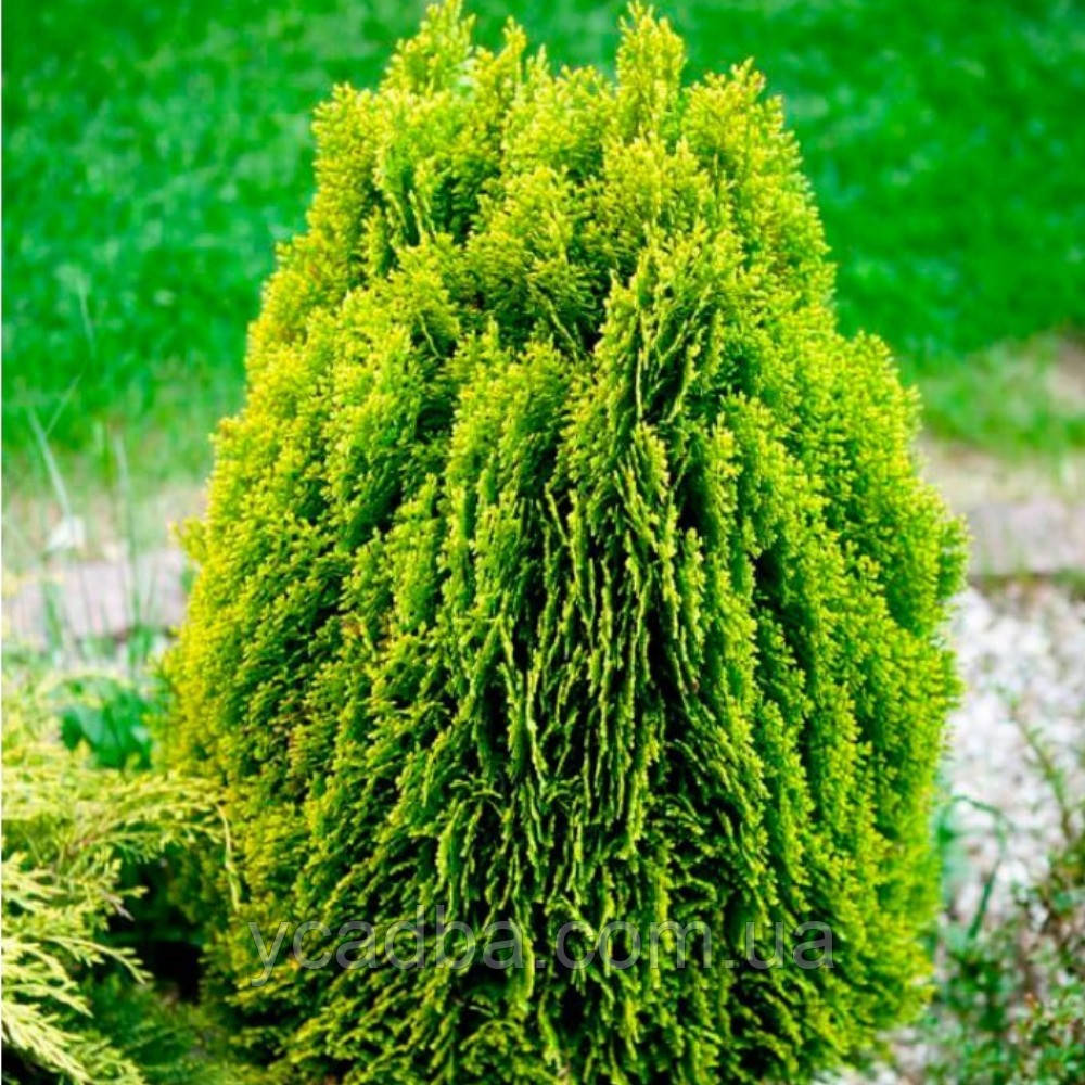 Туя східна Джастинка (горщик 1,5л), фото 1