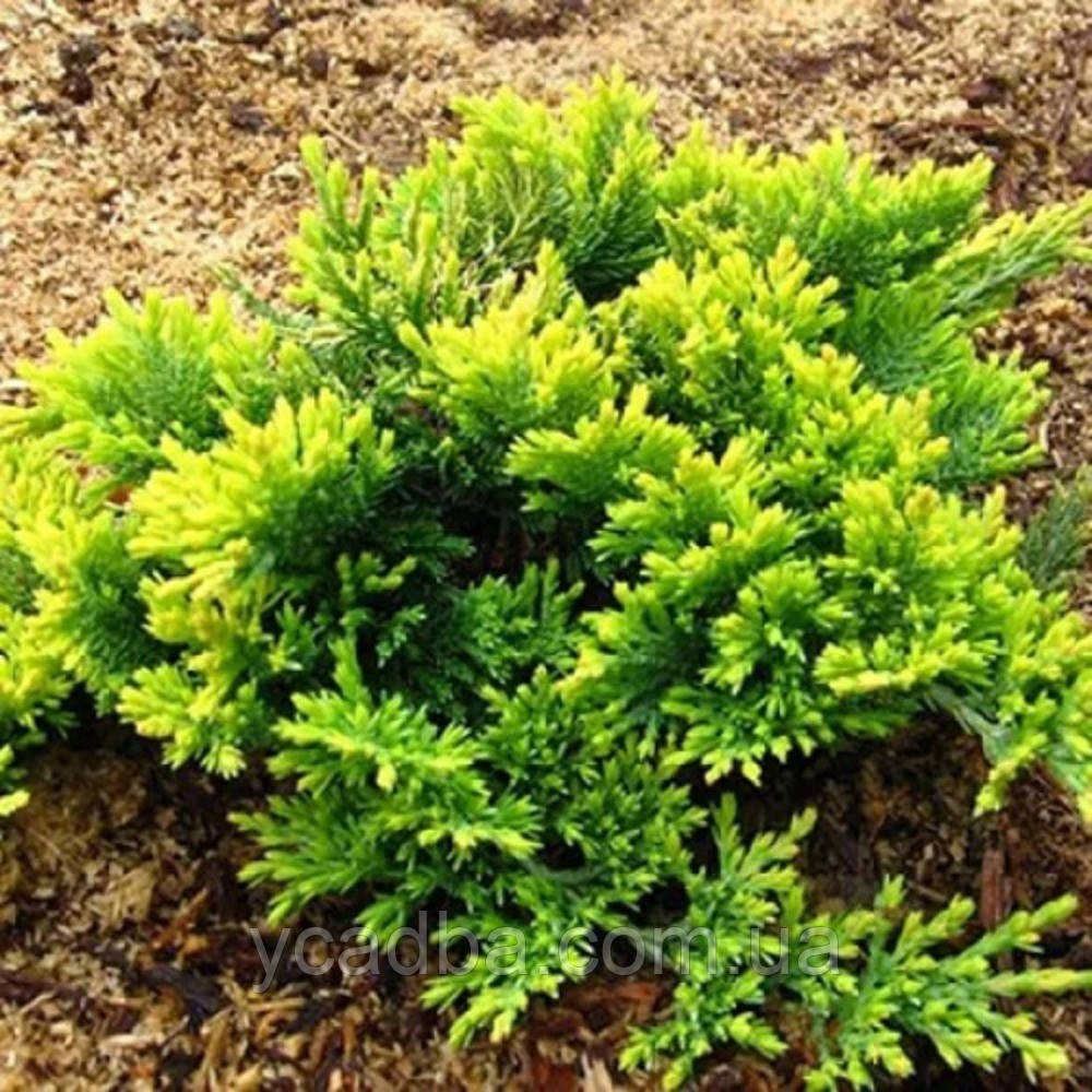 Ялівець горизонтальний Голден Карпет (горщик 1,5л), фото 1