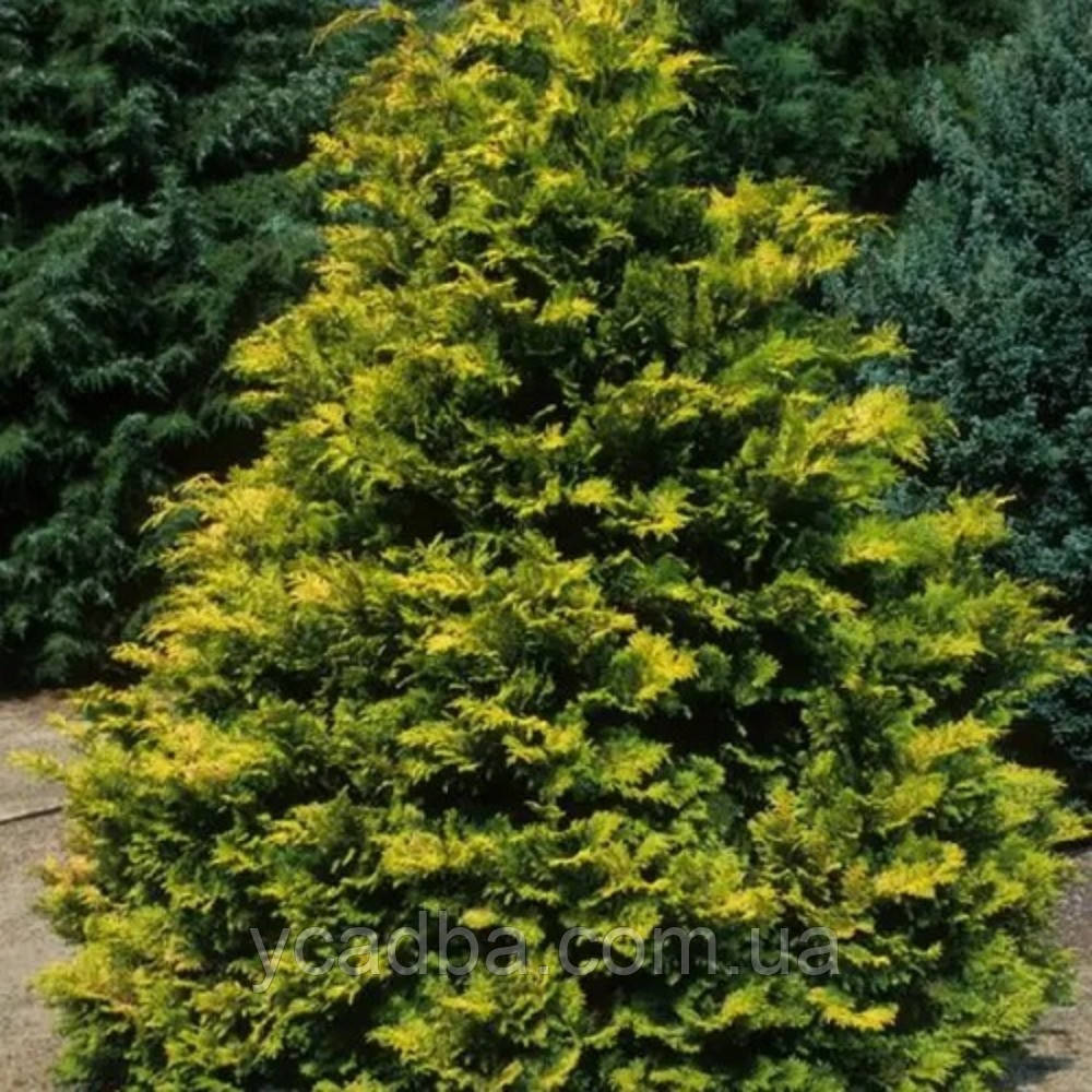 Кипарисовик притуплений Криппсі (горщик 1,5л), фото 1