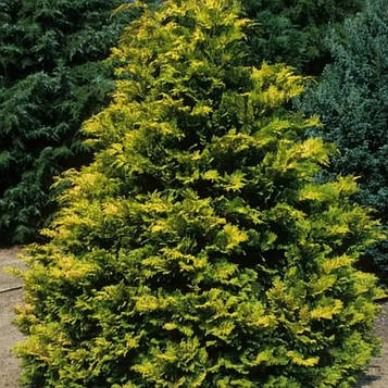 Кипарисовик притуплений Криппсі (горщик 1,5л)