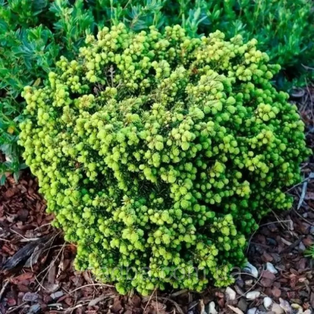 Ялина звичайна Літтл Джем (горщик 1,5л), фото 1