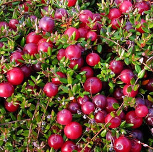 Саджанці журавлини Бен Лір 2 річні, конт. 1.5 л, фото 1