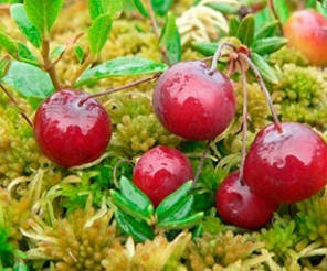 Саджанці журавлини Бен Лір 2 річні, конт. 1.5 л, фото 2