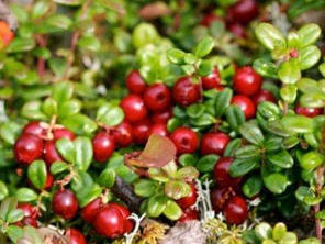 Саджанці журавлини Бен Лір 2 річні, конт. 1.5 л, фото 3