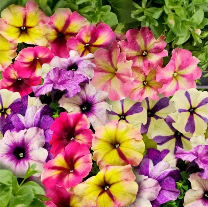 Петунія мультифлора Шейк F1 ягідний мікс 5 шт Професійне насіння, фото 1