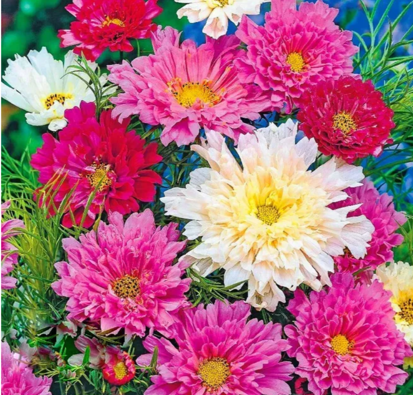 Космея махрова Сенсація суміш 0,2 г Професійне насіння, фото 1