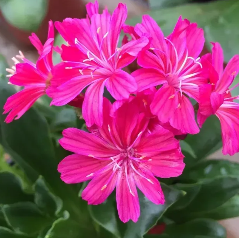 Левізія Еліза Ruby red 5 насінин, фото 1