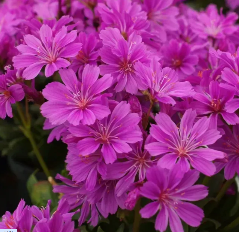 Левізія Еліза Ultra violet 5 насінин, фото 1