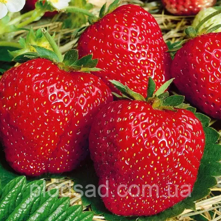 Полуниця Сандра