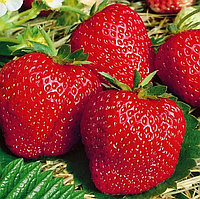 Полуниця Сандра