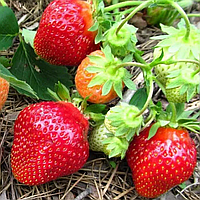 Полуниця Флер