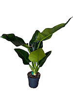 Філодендрон «Грін Прінсес» Green princess 25–30 см