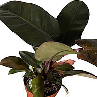 Філодендрон ‘Black Cardinal’ - 45 см