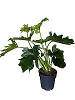 Філодендрон ‘Shangri-La’ - 35 см