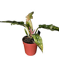 Філодендрон ‘Ring of Fire’ 25-30 см